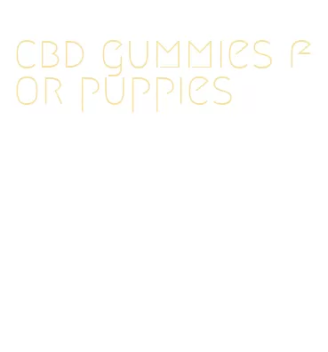 cbd gummies for puppies