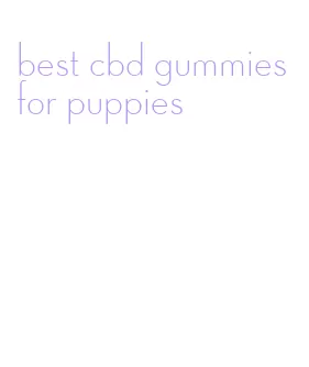 best cbd gummies for puppies